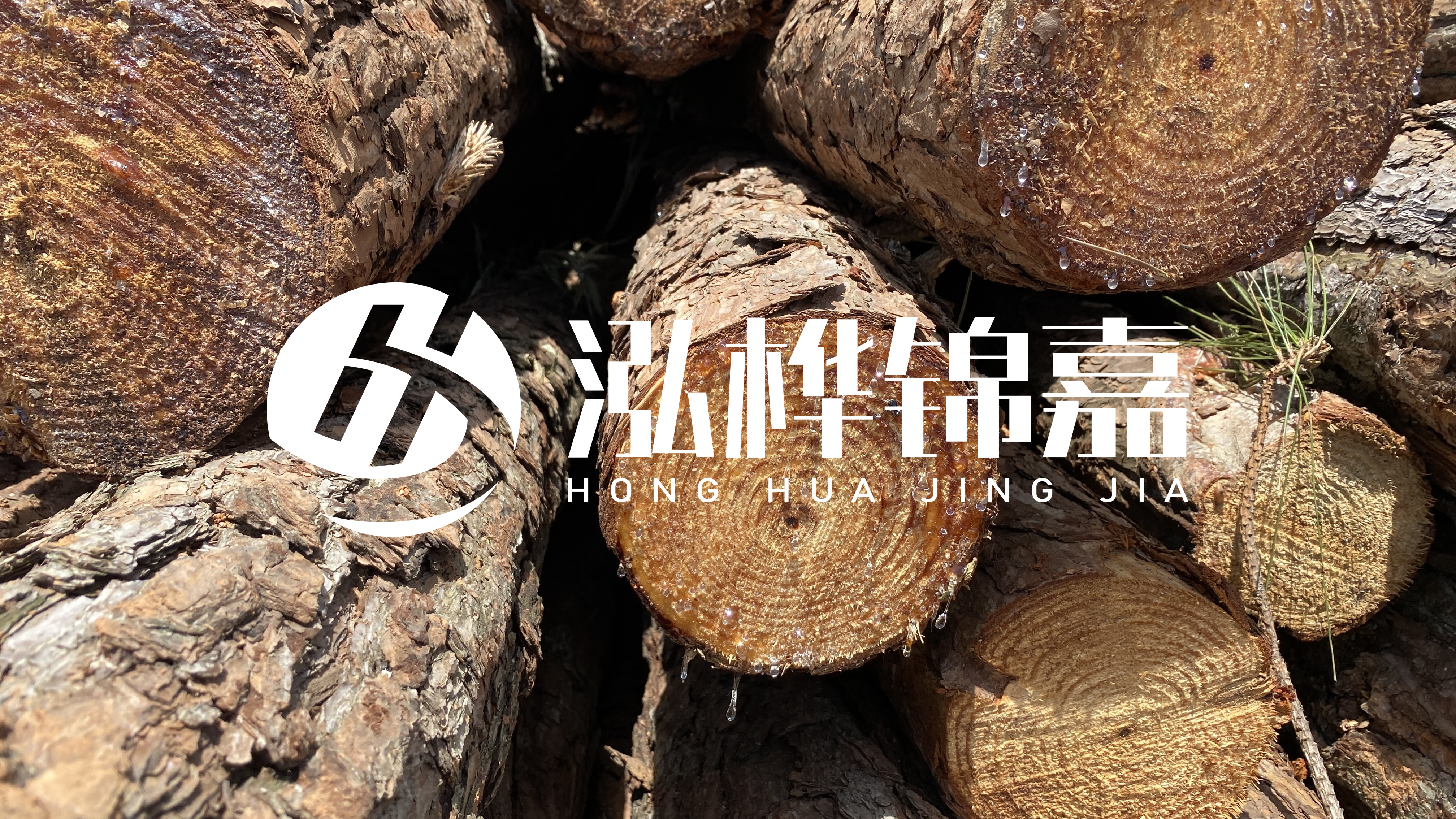 為什么要用松木樁治理河道？